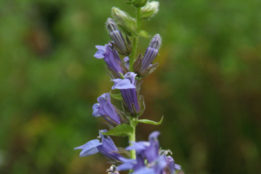 Lobelia siphiliticaVirginische lobelia bestellen